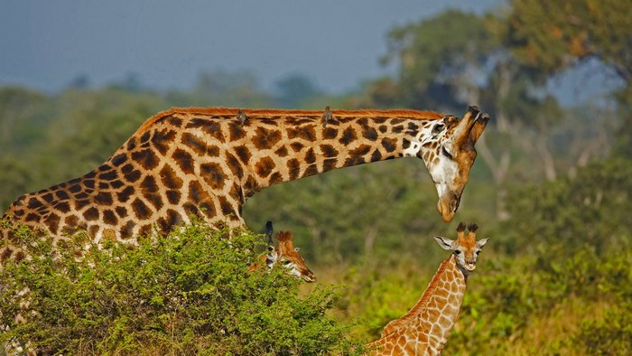 Giraffes and birds in a savanna landscape