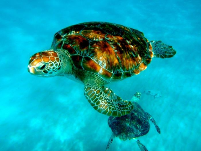 Two sea turtles swimming in clear blue water