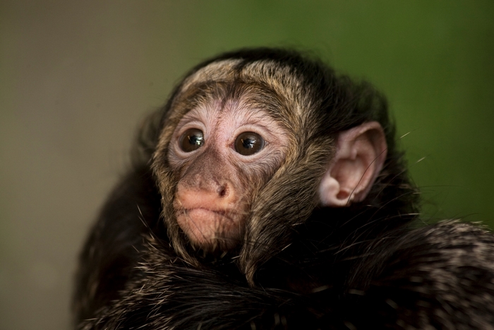 Close-up of a young monkey