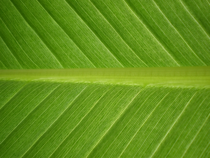 Close-up of a green banana leaf with prominent veins
