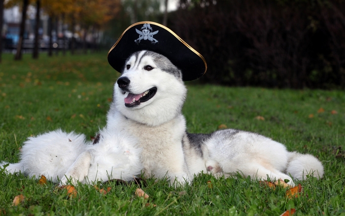 Husky dog wearing a pirate hat