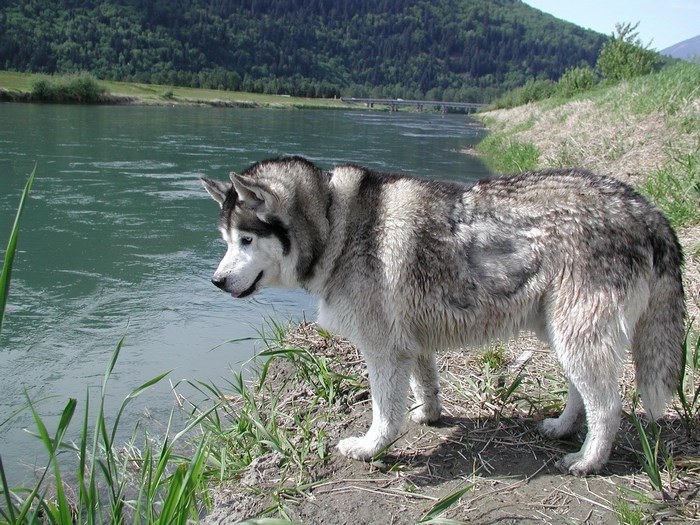 Husky dog by a river