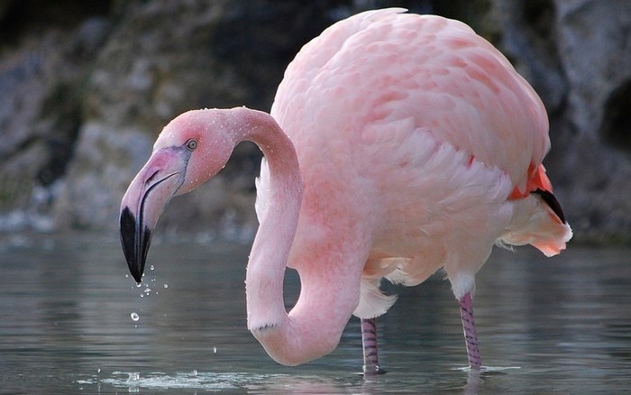 Pink flamingo standing in water