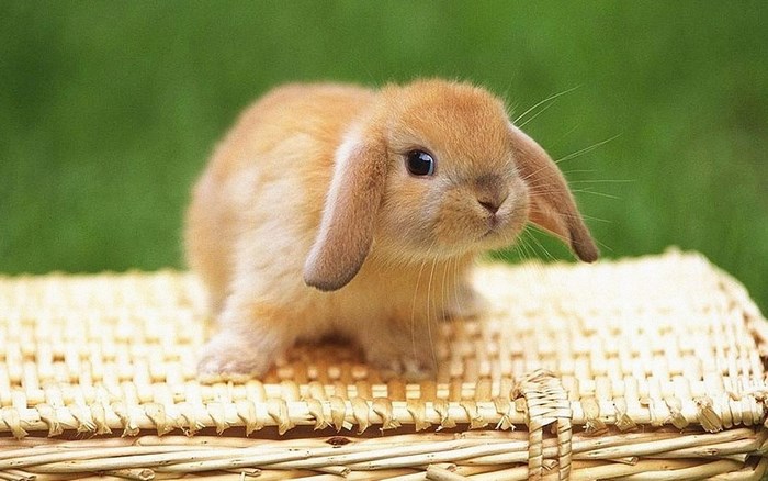 Cute bunny on a wicker basket
