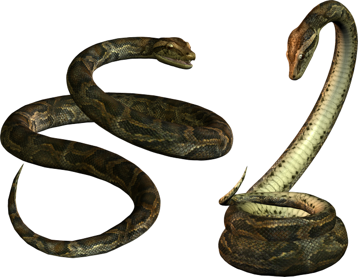 Two pythons coiled and posed