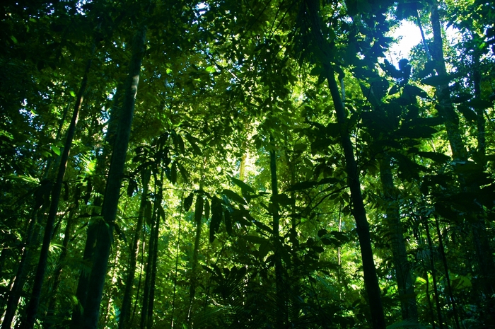 Sunlight filtering through a dense jungle canopy