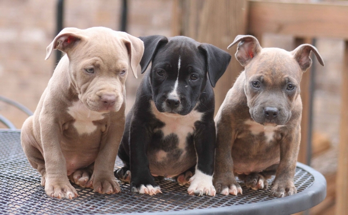 Three Pitbull Puppies Sitting on a Table