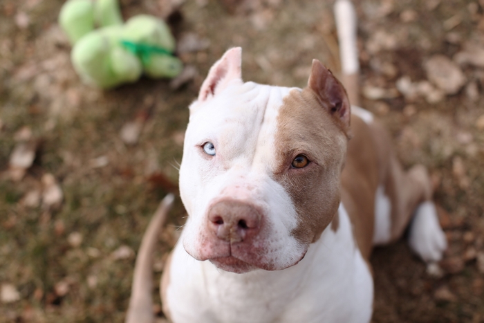 Pitbull dog with heterochromia