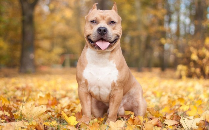 American Pit Bull Terrier sitting in autumn leaves