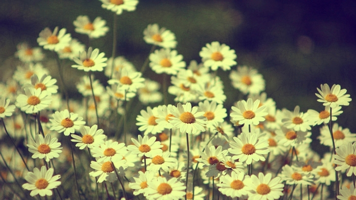 Vintage Daisy Flowers Desktop Background