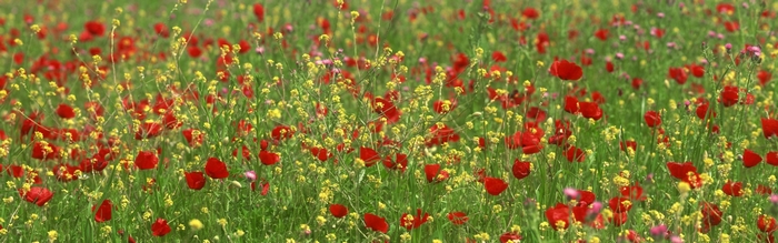 Field of red poppies and yellow flowers