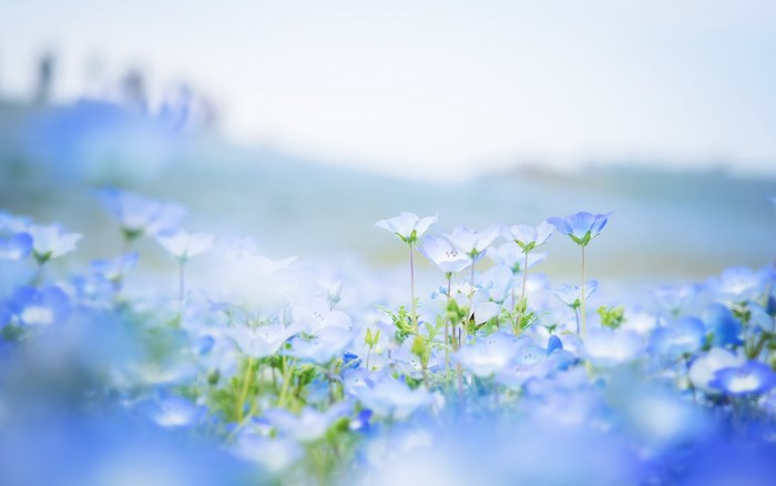 Field of blue nemophila flowers