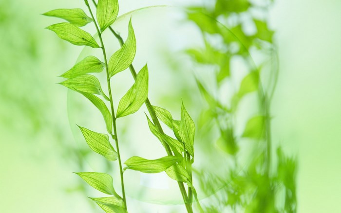 Green leaves on branches with soft focus background