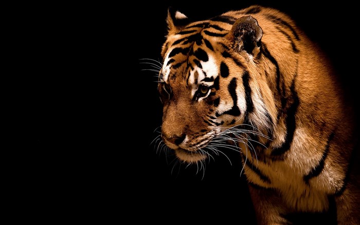 Majestic Tiger in Dark Background