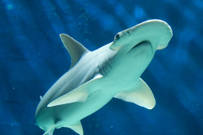 Hammerhead shark swimming in blue water