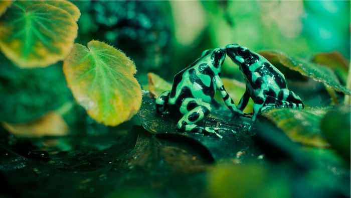 Two green and black poison dart frogs kissing