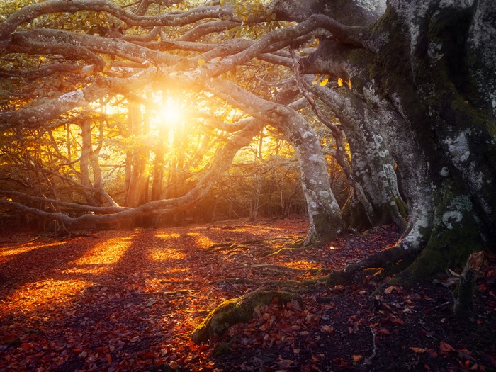 Sunlight filtering through ancient trees in a forest during fall