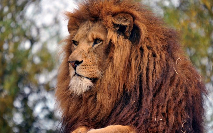 Lion with a mane