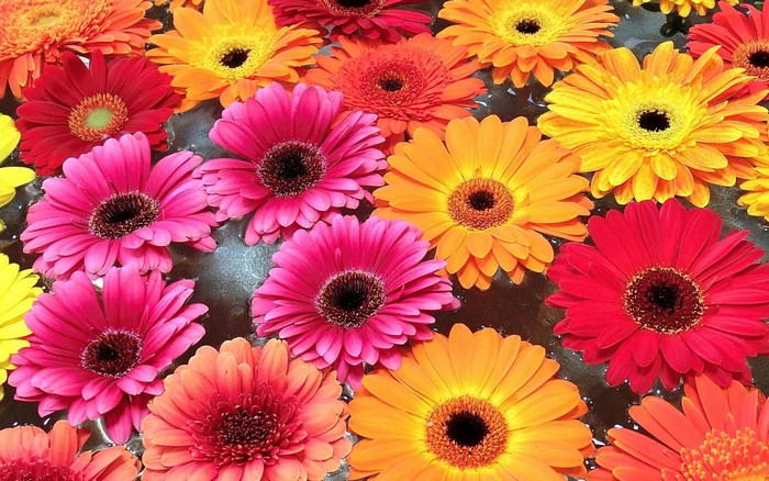 Gerbera flowers floating in water