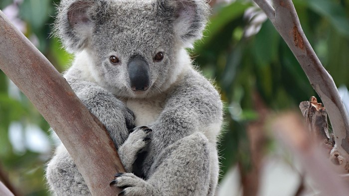 Koala sitting on a tree branch