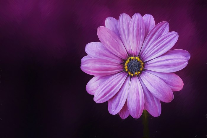 Purple daisy flower with yellow center