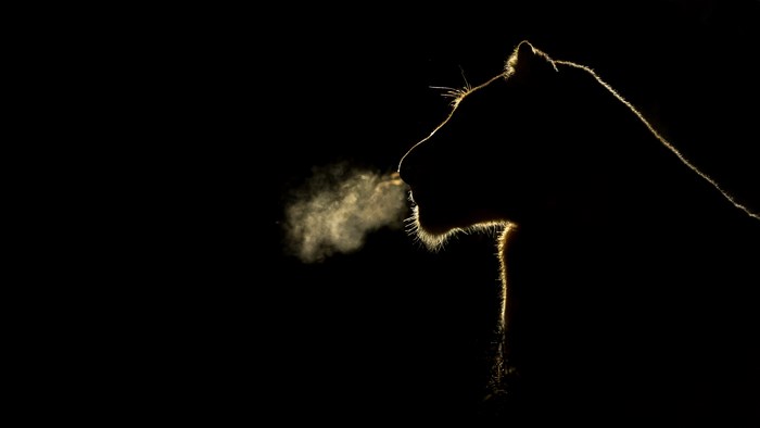 Lion exhaling in silhouette