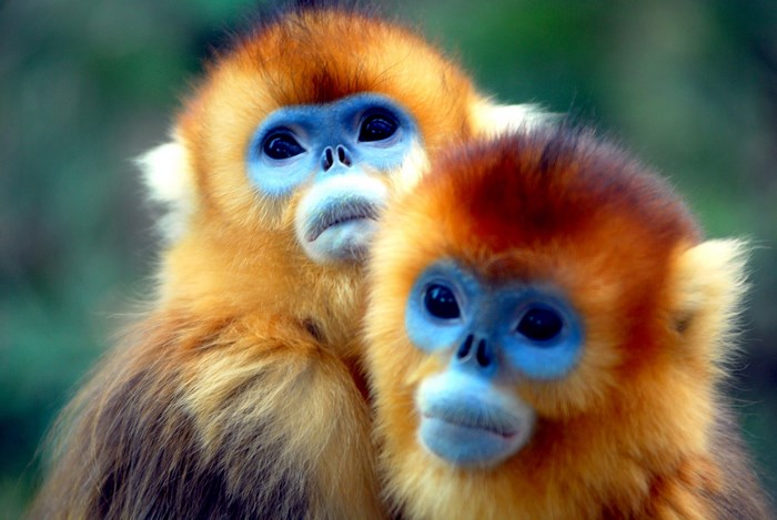 Two golden snub-nosed monkeys with blue faces