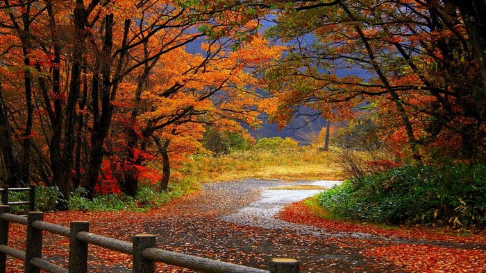 Autumn forest path with fallen leaves