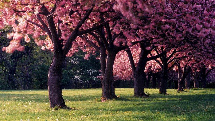 Row of blooming cherry blossom trees in a park