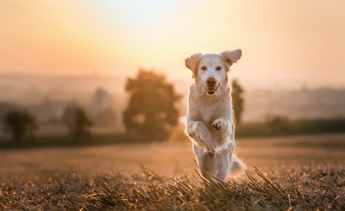 Golden Retriever running in a field at sunset