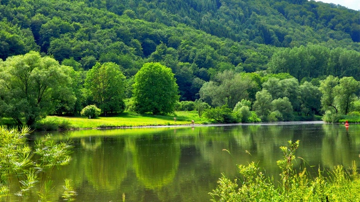 River flowing through a forest with green trees