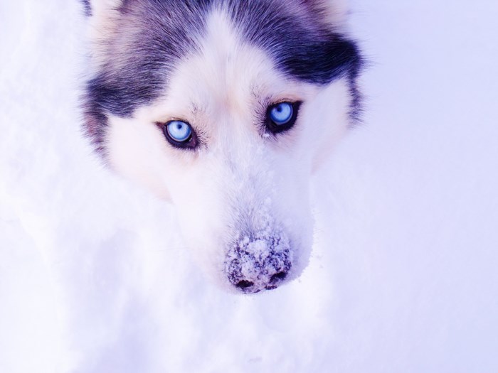 Husky with blue eyes in the snow