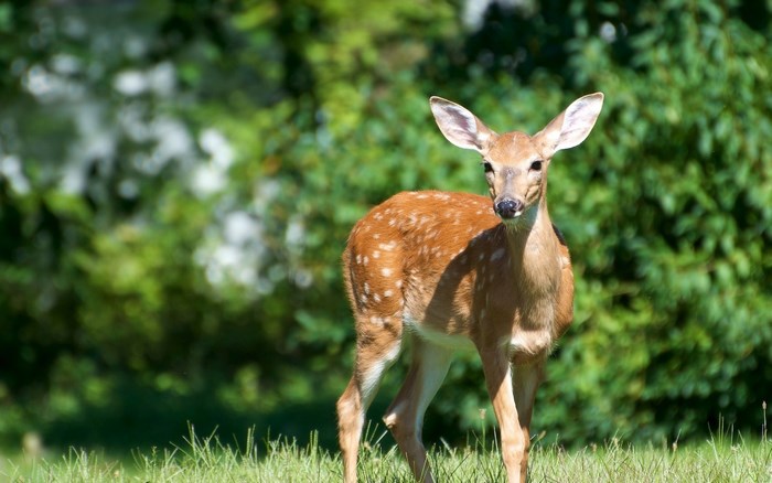 A young deer with spots stands in a grassy field