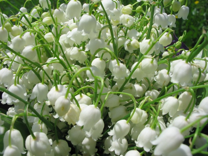 Lily of the valley flowers
