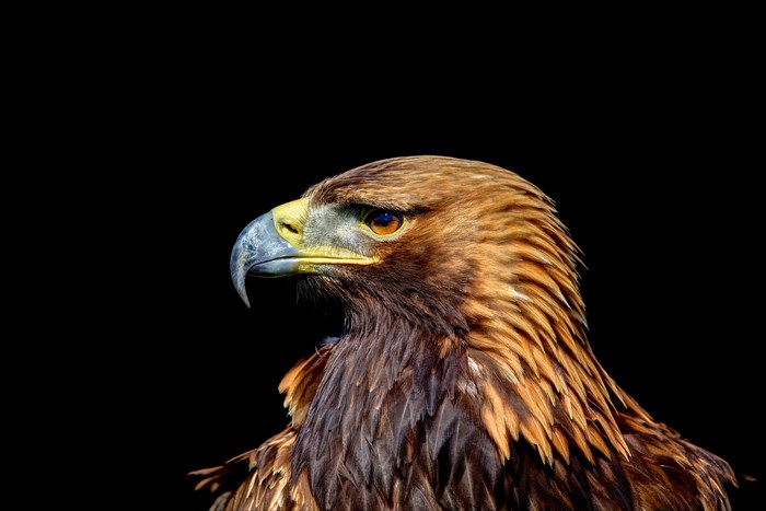 Golden eagle portrait