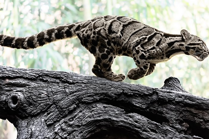 Clouded Leopard on Tree Trunk in Nature