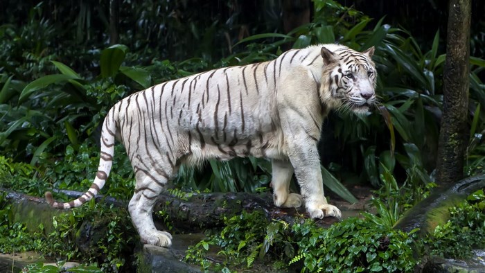 White tiger standing on a log in a forest