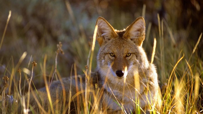 Coyote in tall grass