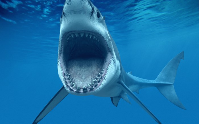 Great White Shark with Mouth Open Underwater