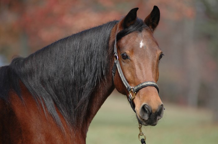 Close-Up of a Brown Horse with Black Mane