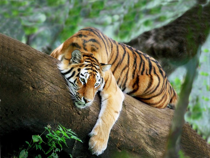 Tiger resting on a tree trunk