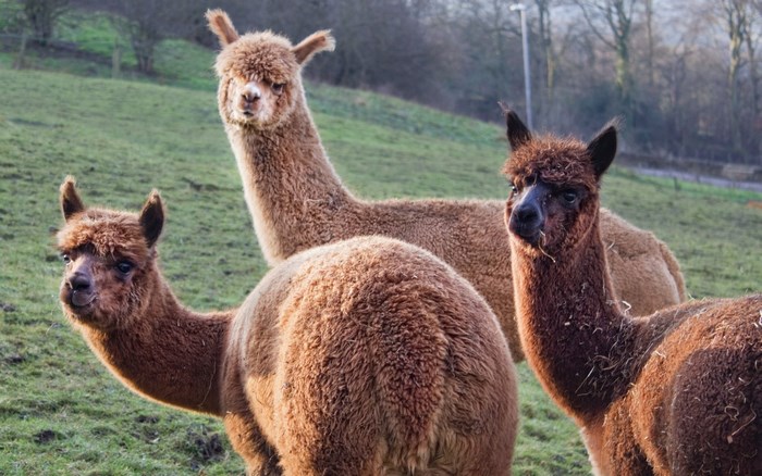 Three alpacas in a grassy field