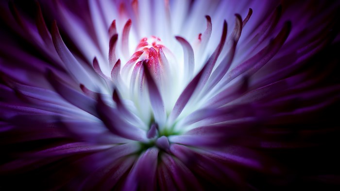 4K Purple and White Flower Macro