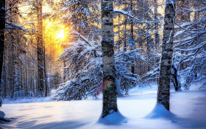 Winter forest with sunbeams