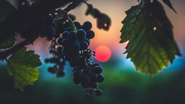 4K Grapes on Vine at Sunset
