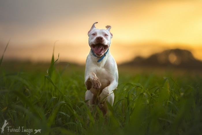 White pitbull dog jumping in a field at sunset