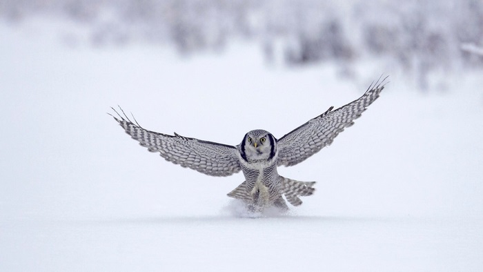 Northern Hawk Owl in flight over snow