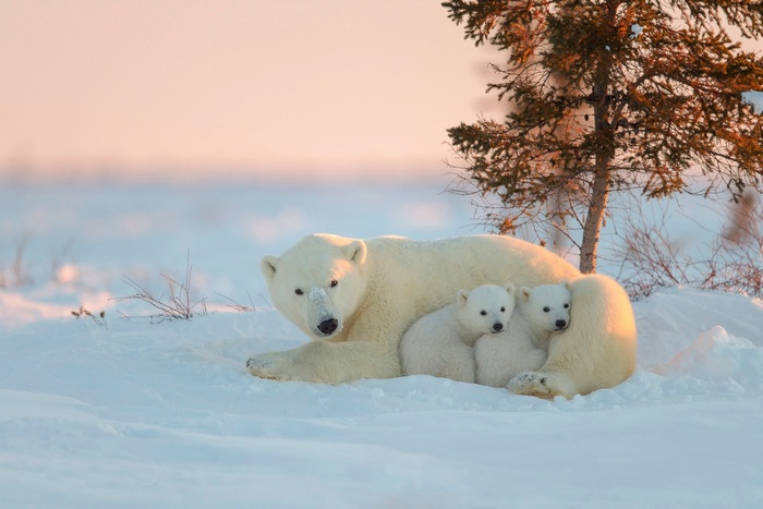 Polar bear with cubs in snow