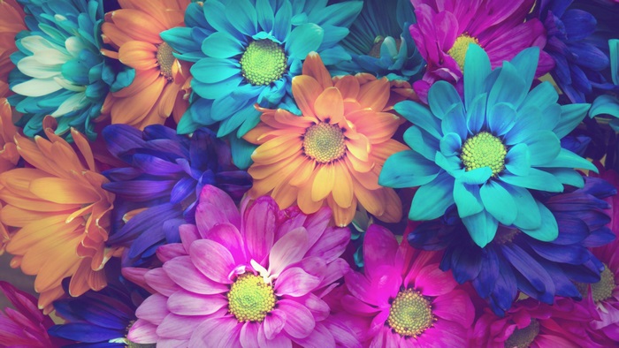 Vibrant Colorful Flowers in 4K