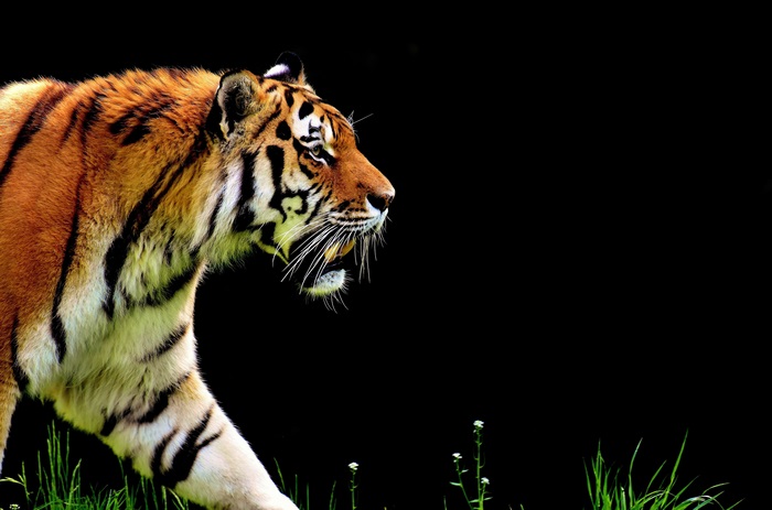 Tiger walking in grass with black background 4K